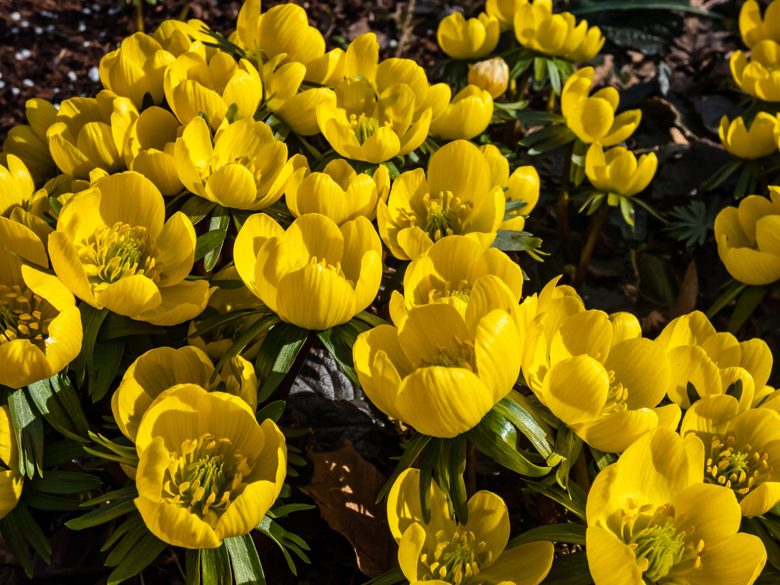 Eranthis cilicica.jpg