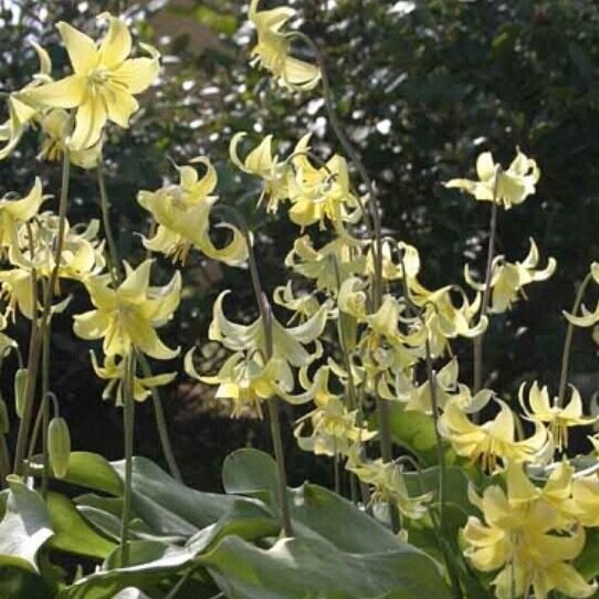 Erythronium+pagoda.jpg