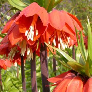 Fritillaria &