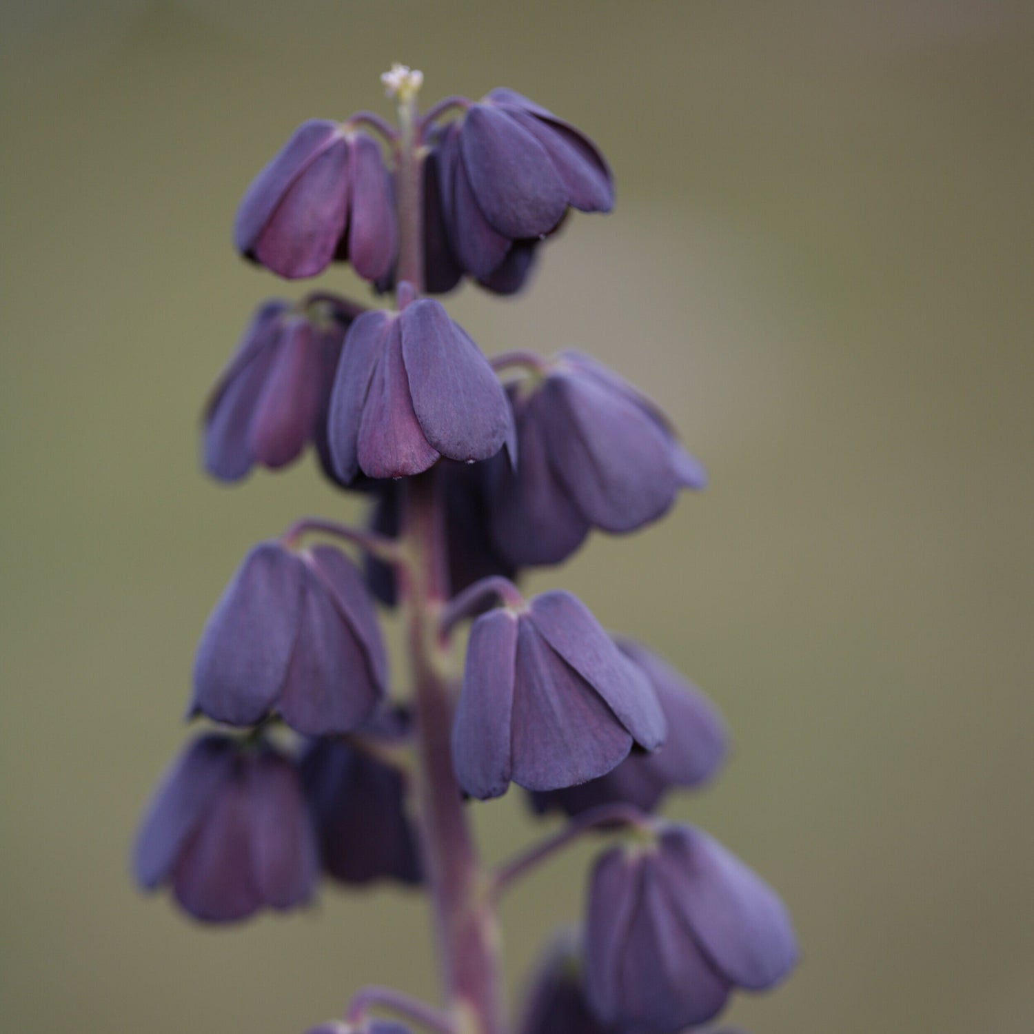 Fritillaria+Persica.jpg