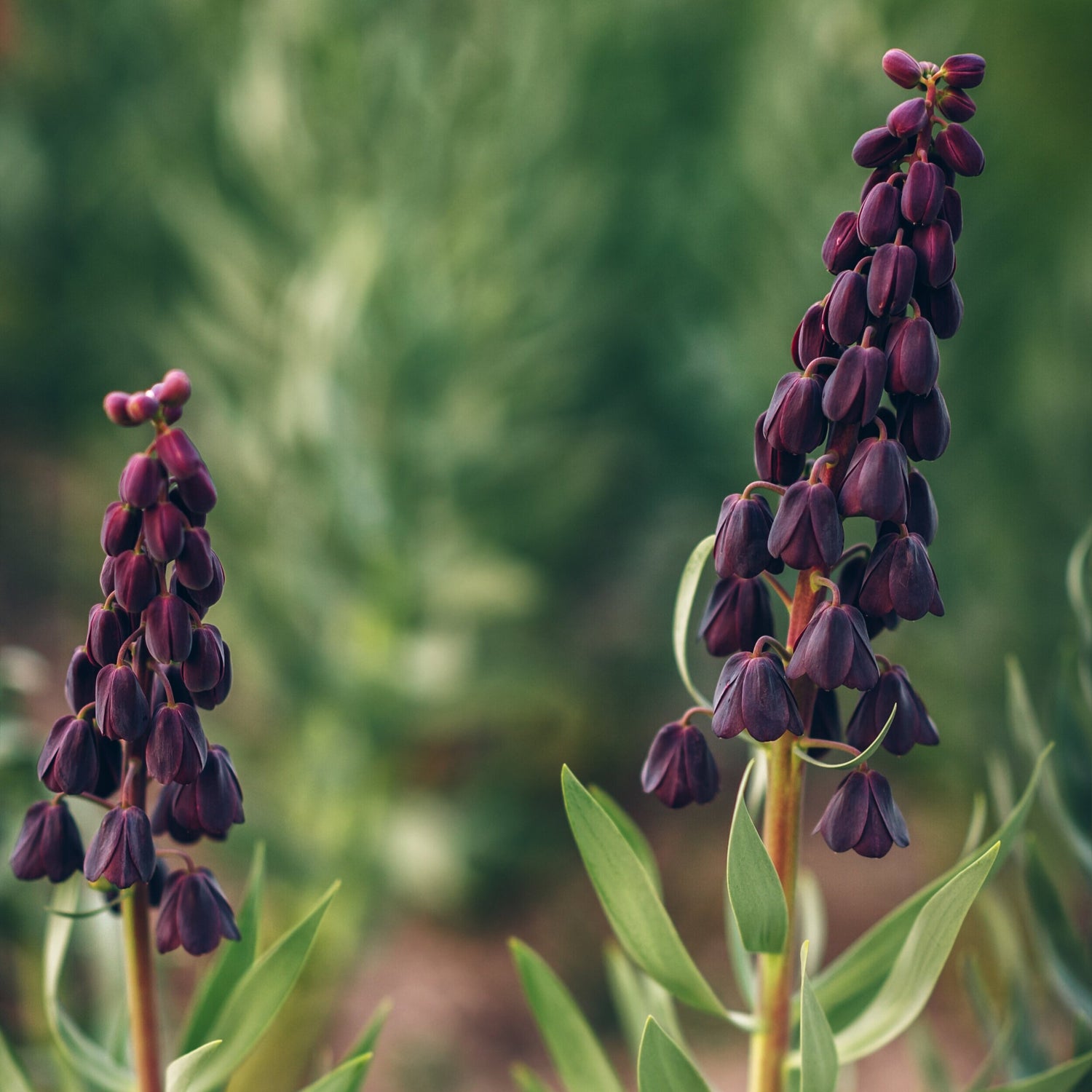 Fritillaria+Persica2.jpg