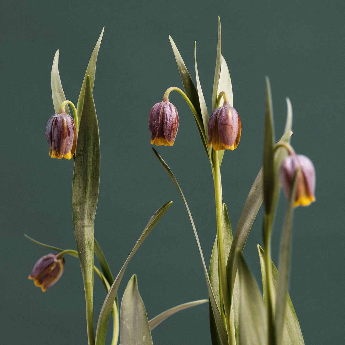 Fritillaria+Uva+vulpis+copy.jpg