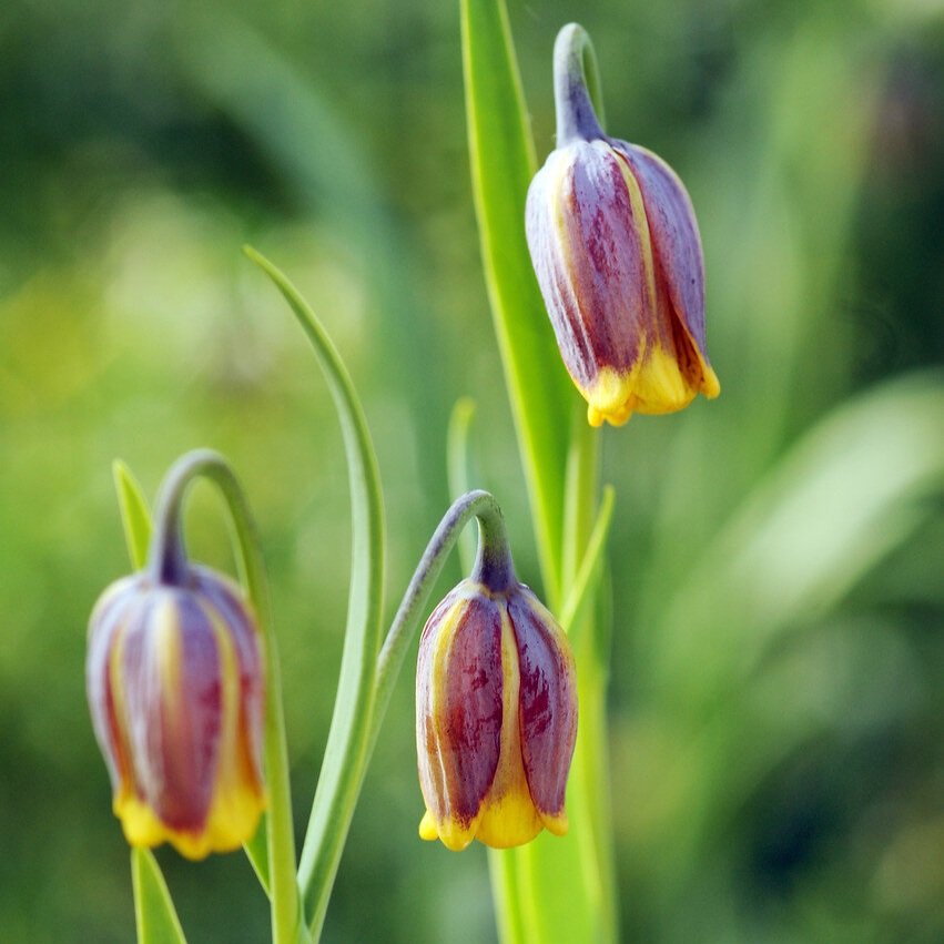 Fritillaria+uva-vulpis.jpg