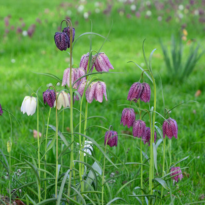 Fritillaria meleagris