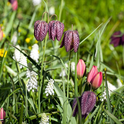 Fritillaria melegaris.jpg