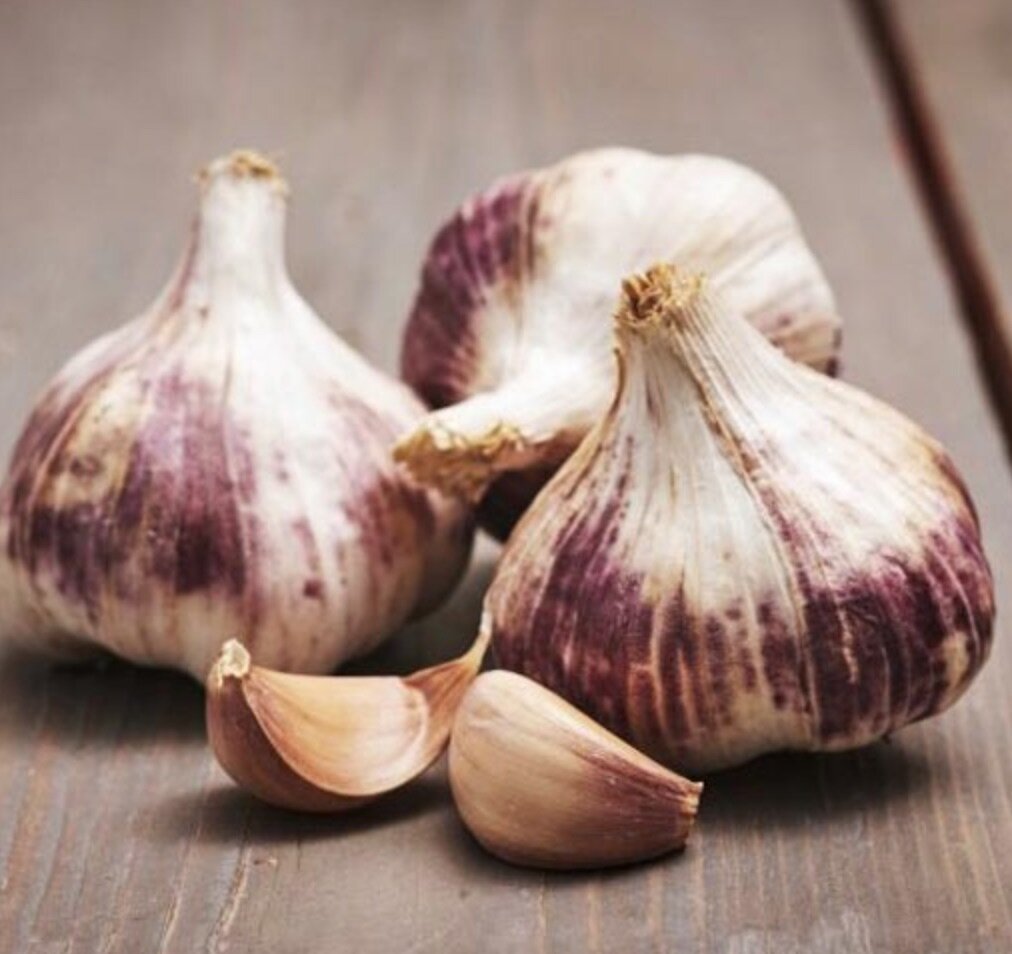 Garlic Germidour.jpg