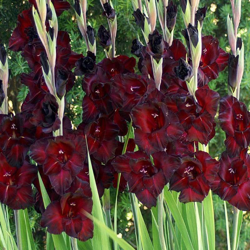 gladiolus-black-sea-spring-pinetree-garden-seeds-210.jpeg