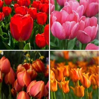 Hot Tulip Collection.jpg