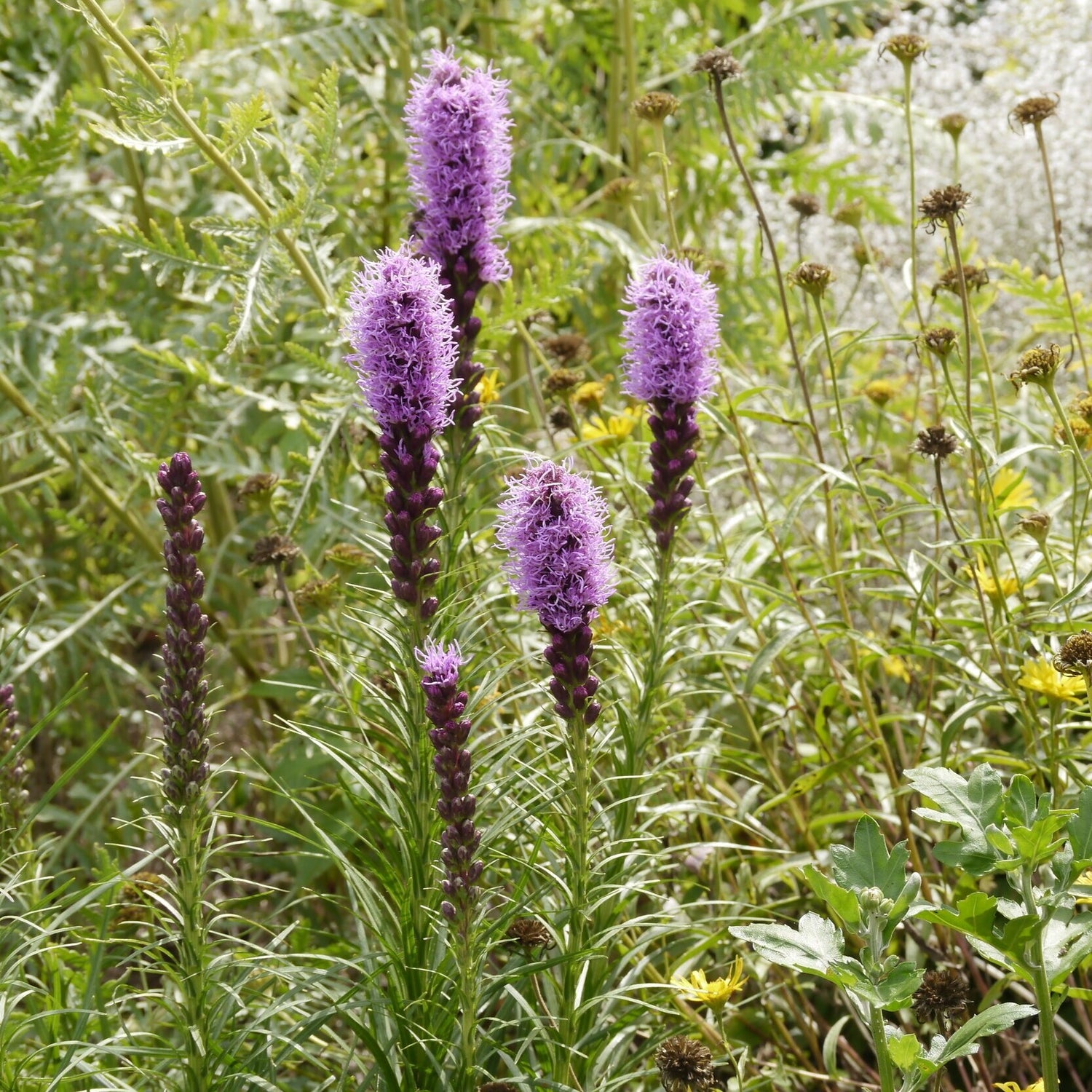 Liatris+Spicata+naturalistic.jpg