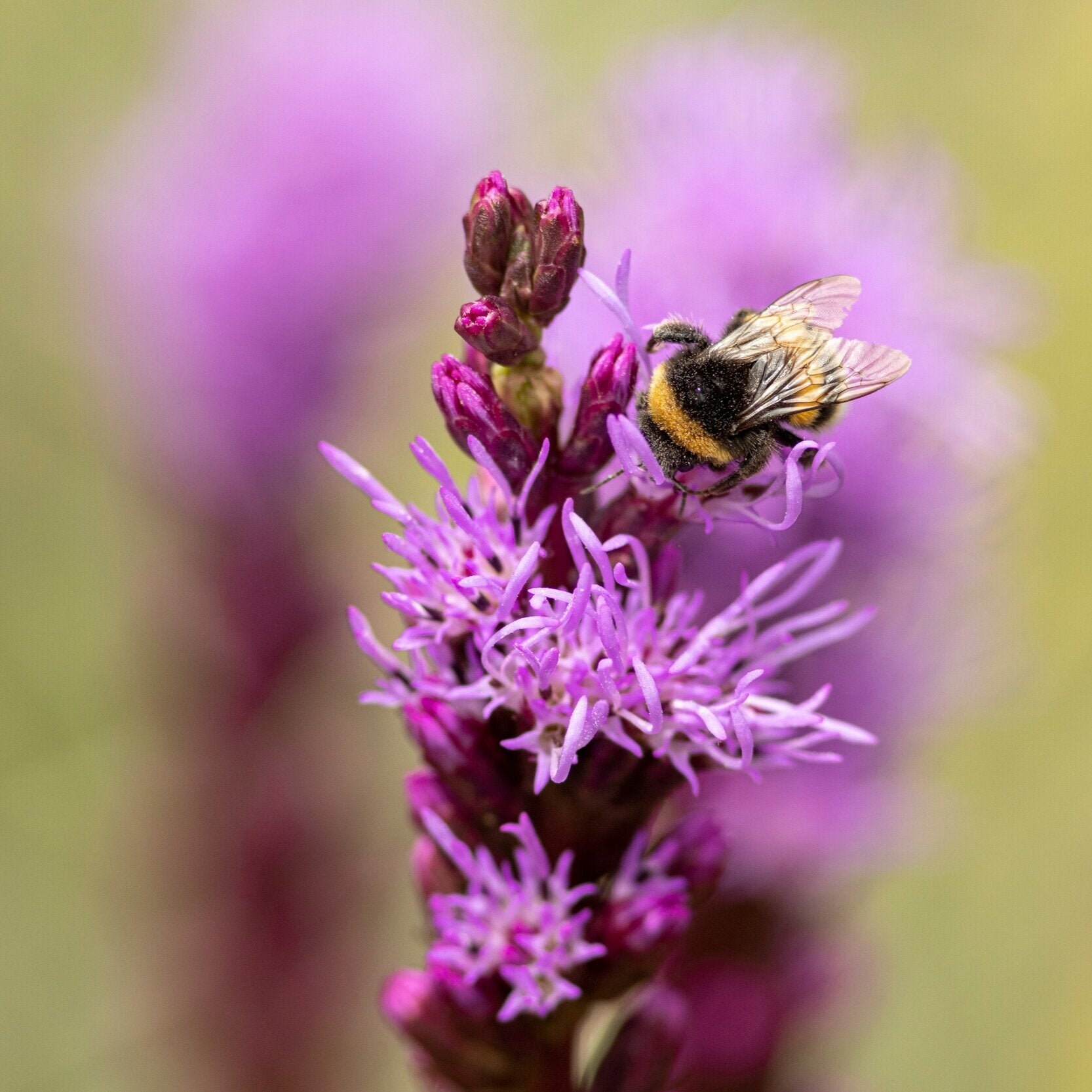 Liatris+spicata+bee+copy.jpg