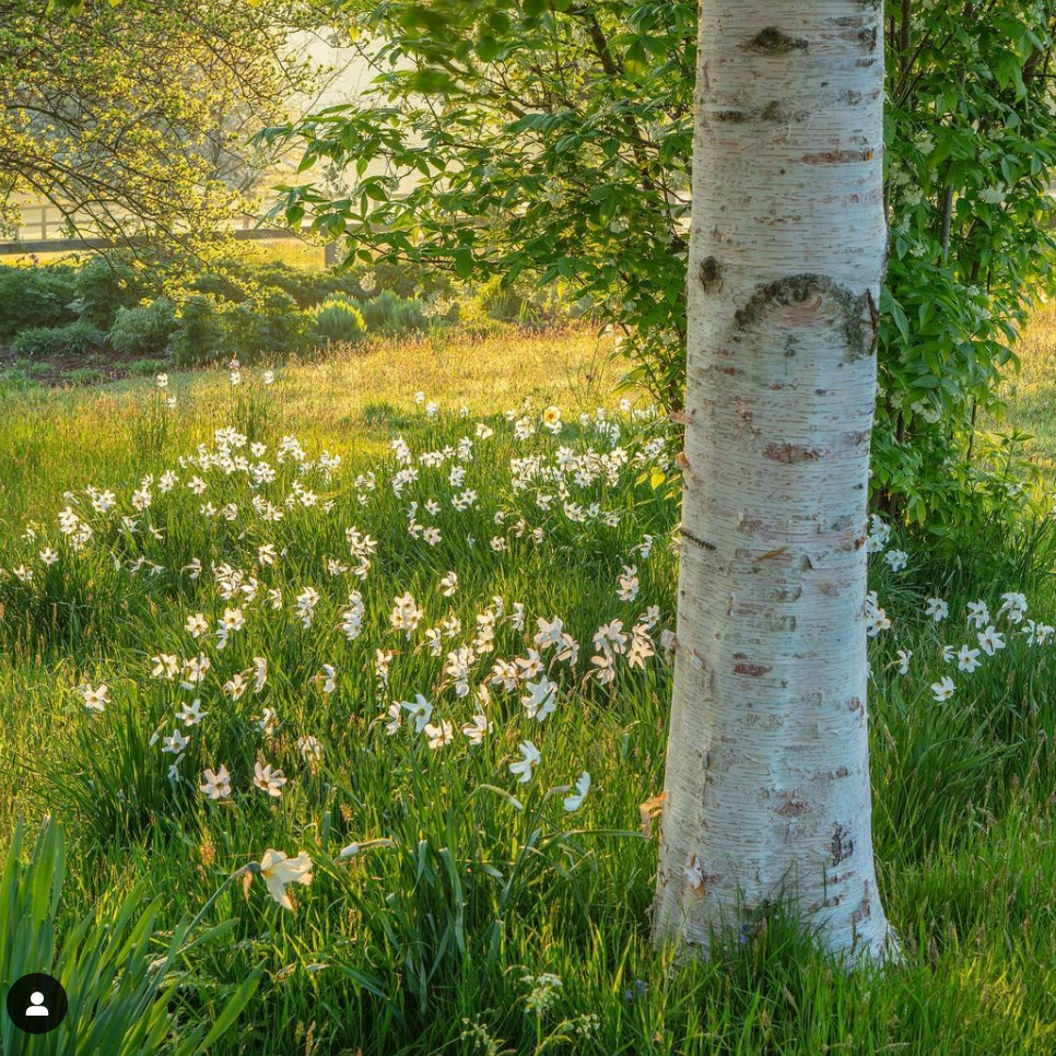 Narcisuss poeticus recurvus naturalising beneath trees