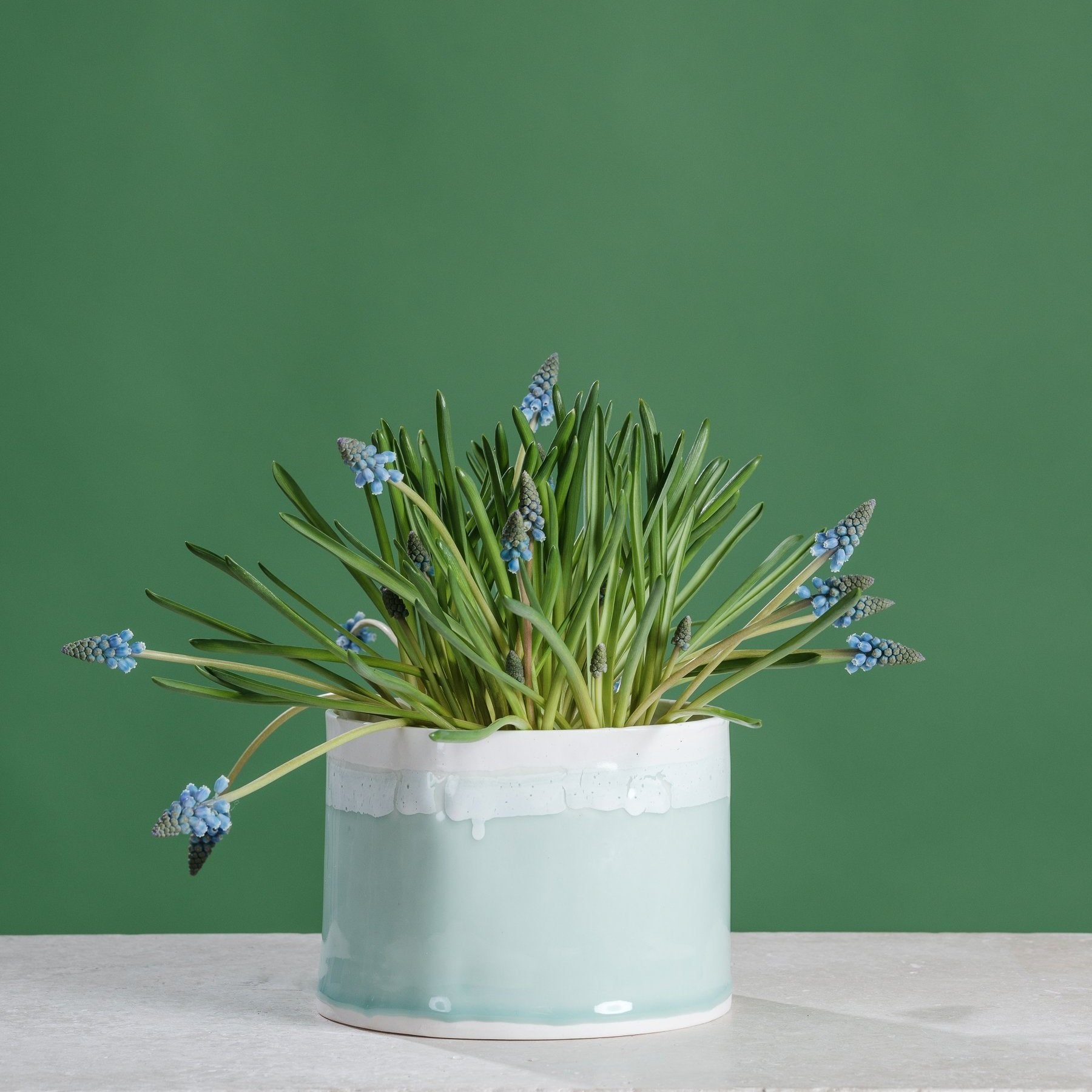 Muscari+armeniacum+in+celadon+Bulb+planter.jpg