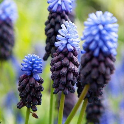 Muscari+latifolium.jpg