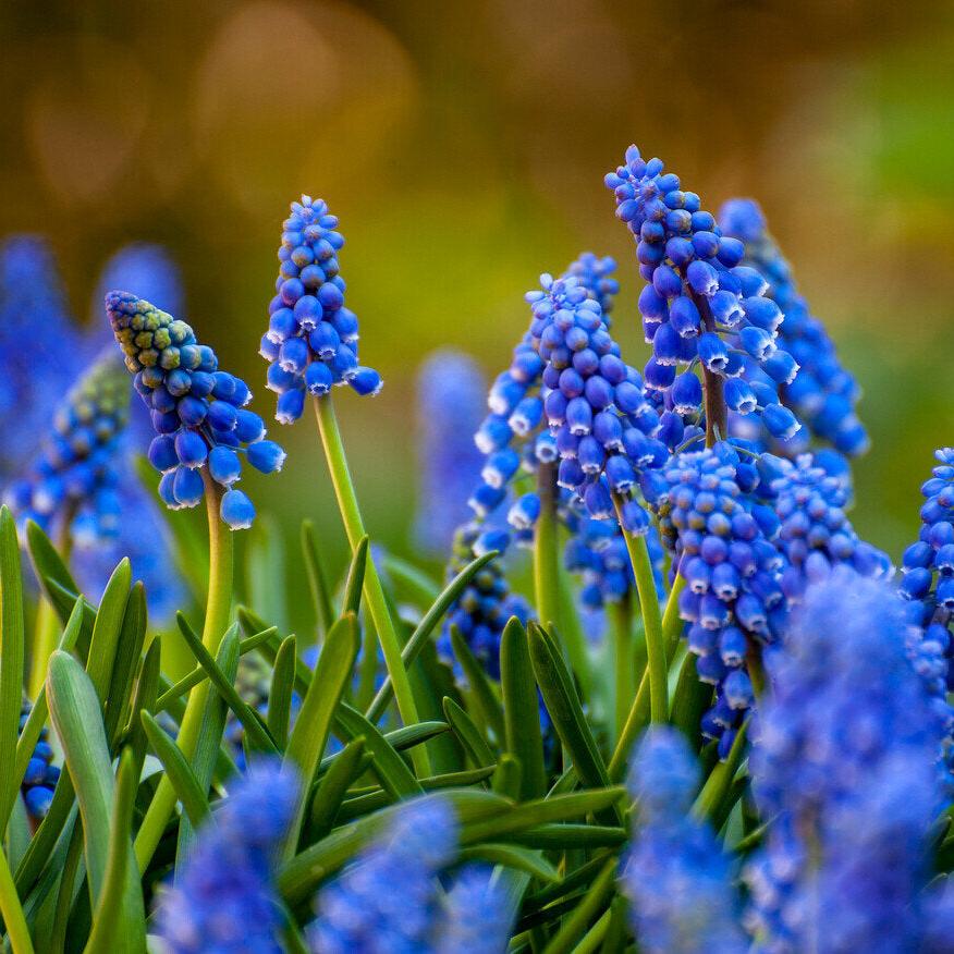 Muscari armeniacum.jpg