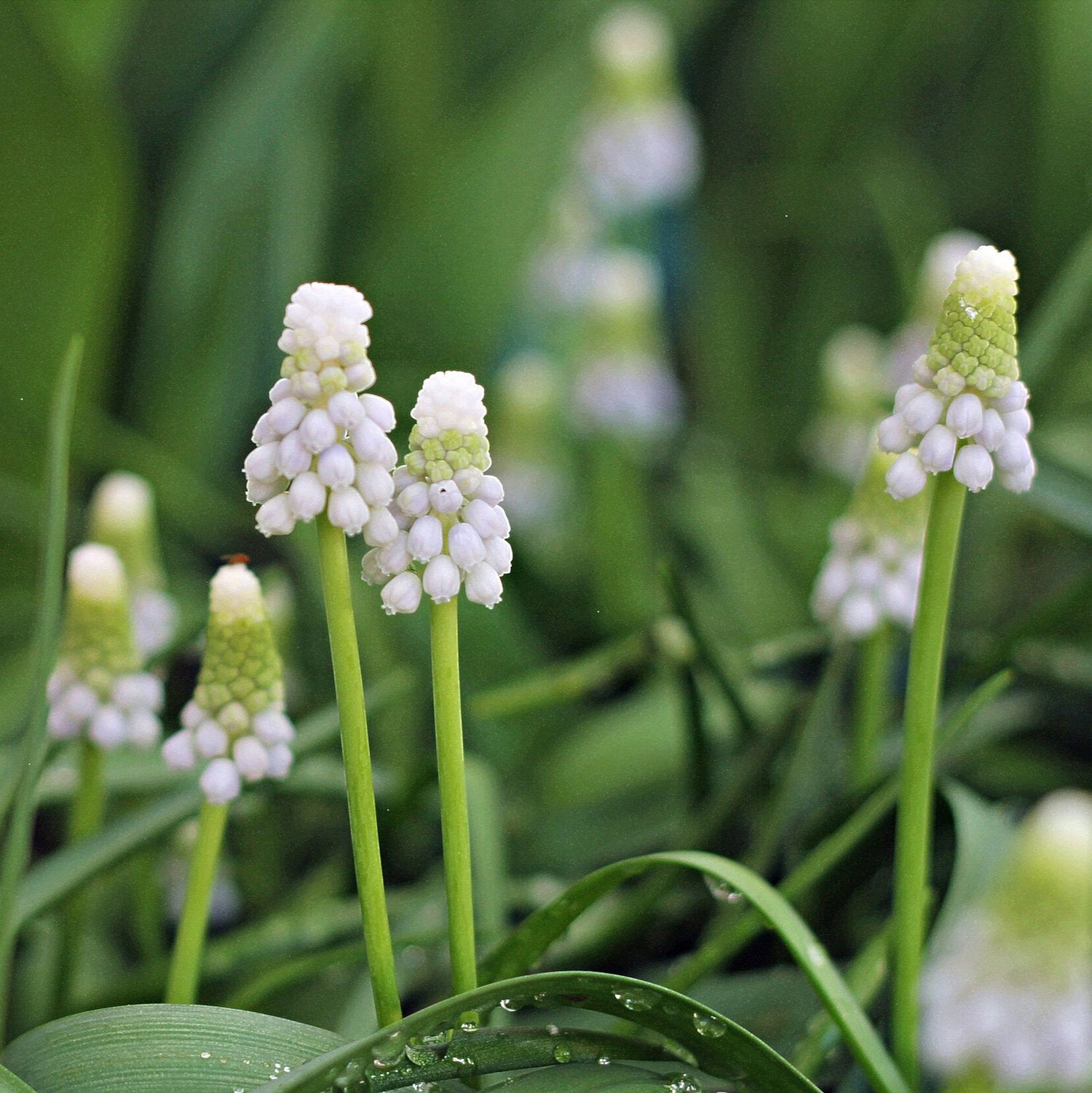 Muscari botryoides Album.jpg