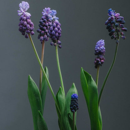 Muscari latifolium sm.jpg