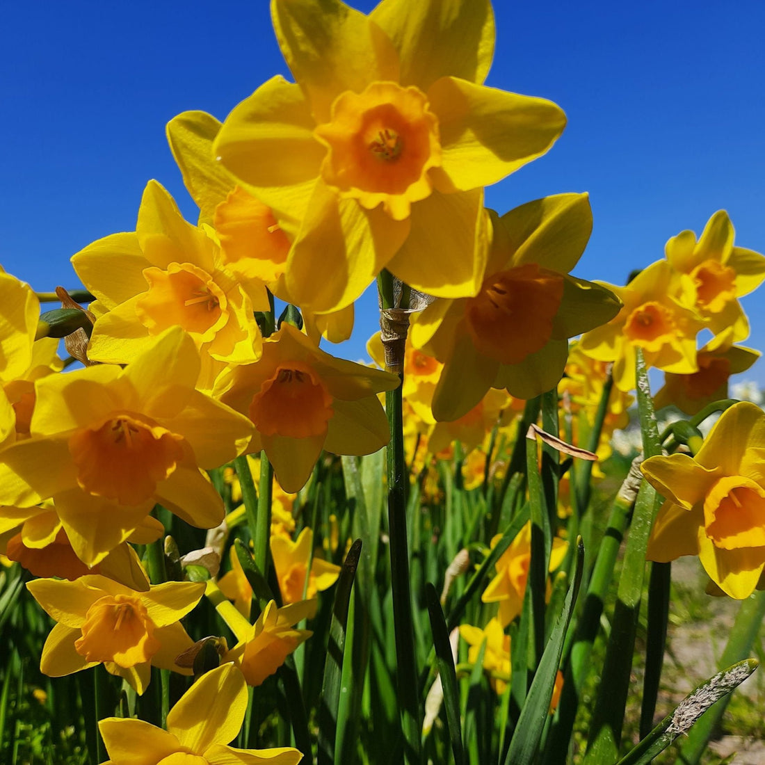 Narcis Garden Opera 9 copy.jpg