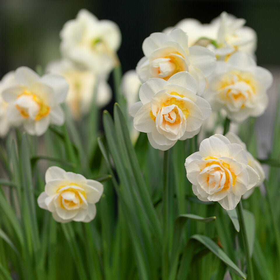 Narcissi+Bridal+Crown.jpg