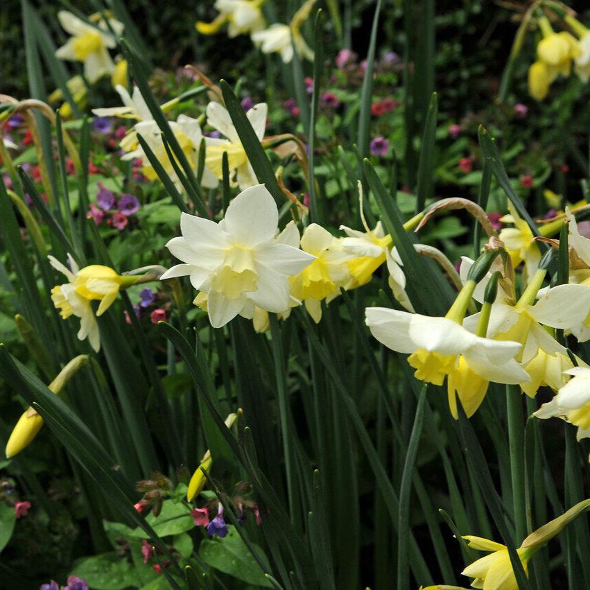 Narcissi Sailboat.jpg