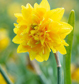 Narcissus &