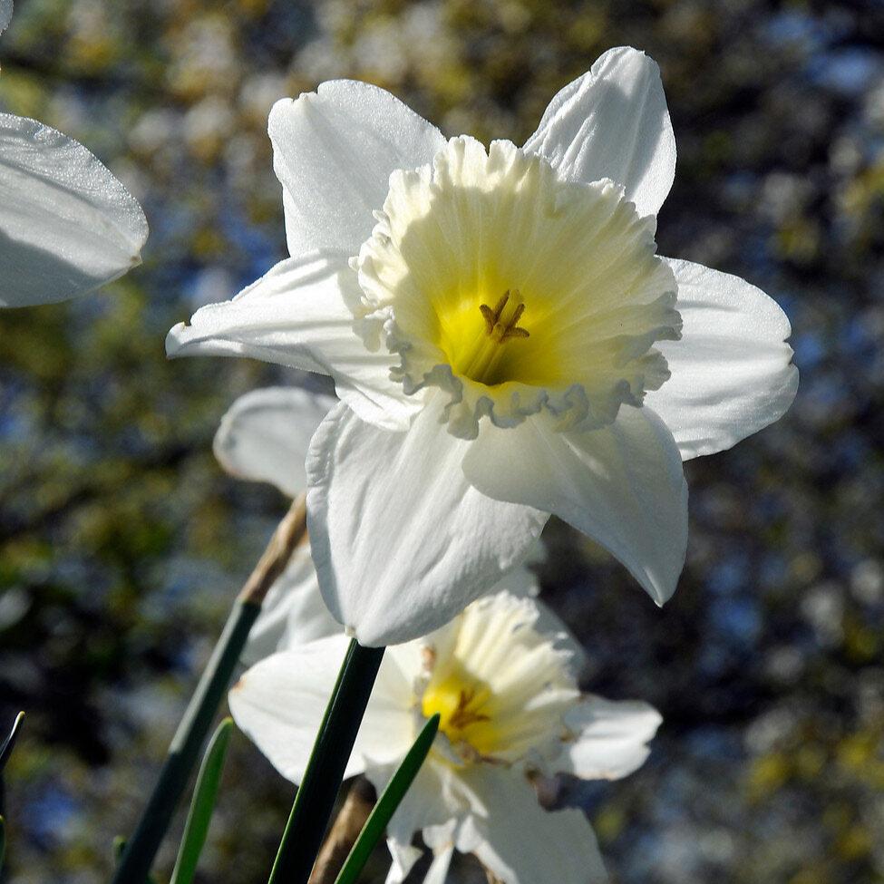 Narcissus Papillon Blanc.jpg