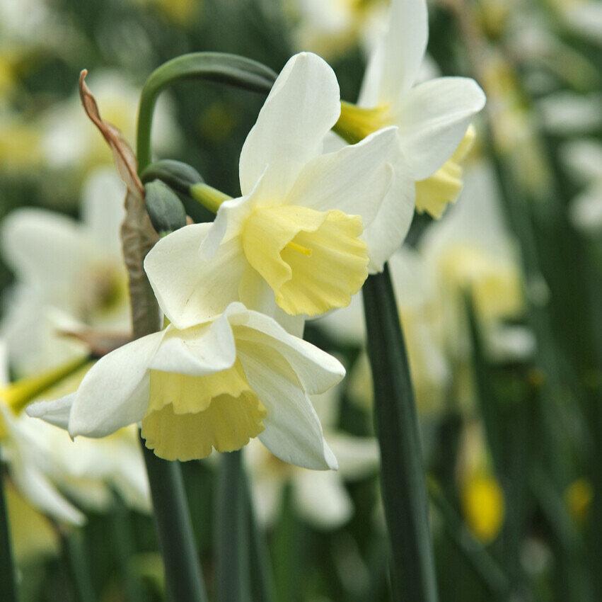 Narcissus Sailboat.jpg