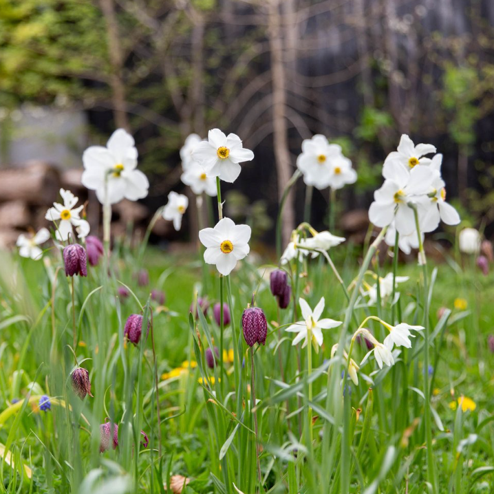 Narcissus poeticus recurvus, Narcissus Thalia and Fritillaria meleagris