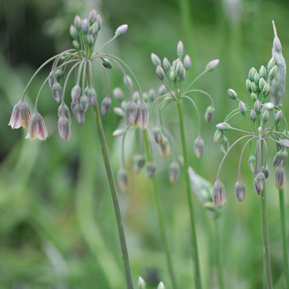 Nectaroscordum siculum