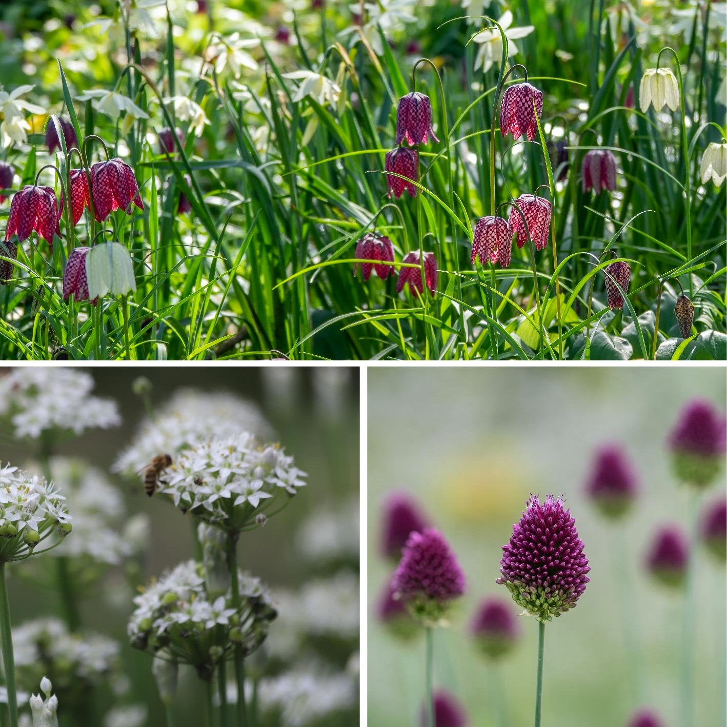 Boost Biodiversity Bundle | 7 Naturalising Bulbs to Plant Now