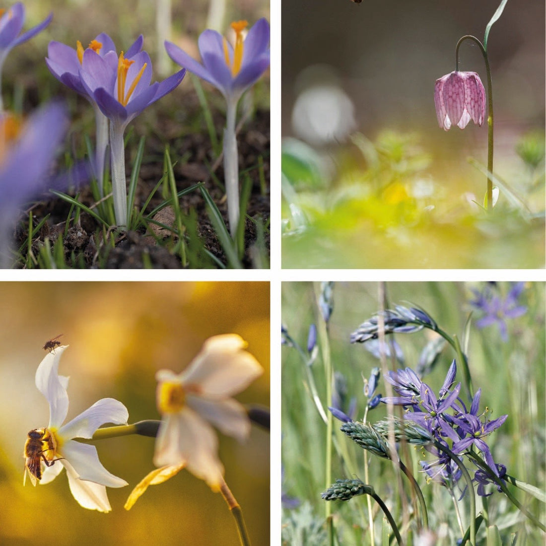 Boost Biodiversity Bundle | 7 Naturalising Bulbs to Plant Now