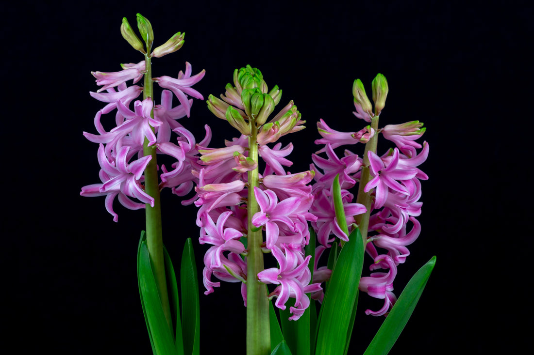 Hyacinth Pink Pearl