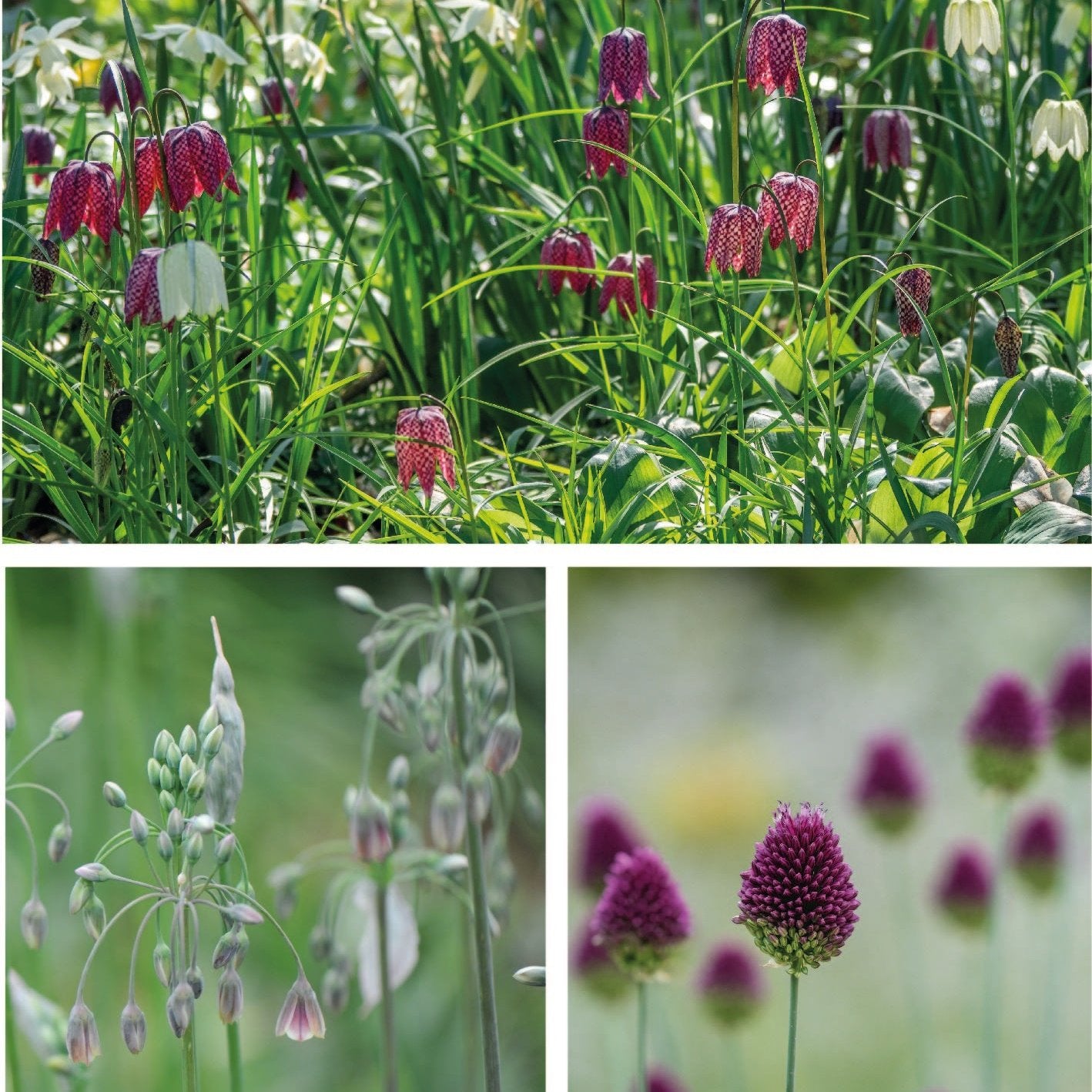 Boost Biodiversity Bundle | 7 Naturalising Bulbs to Plant Now