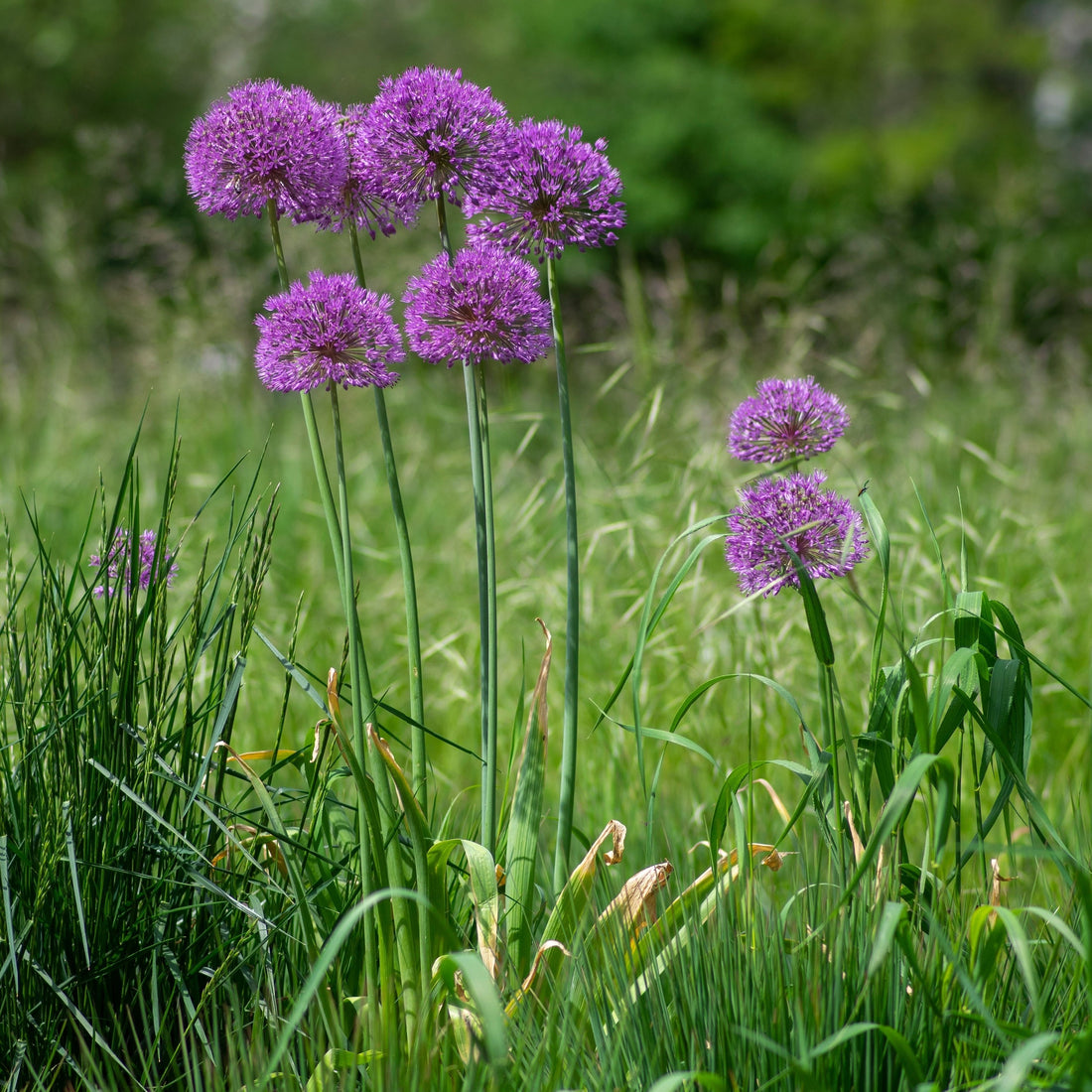 Allium &