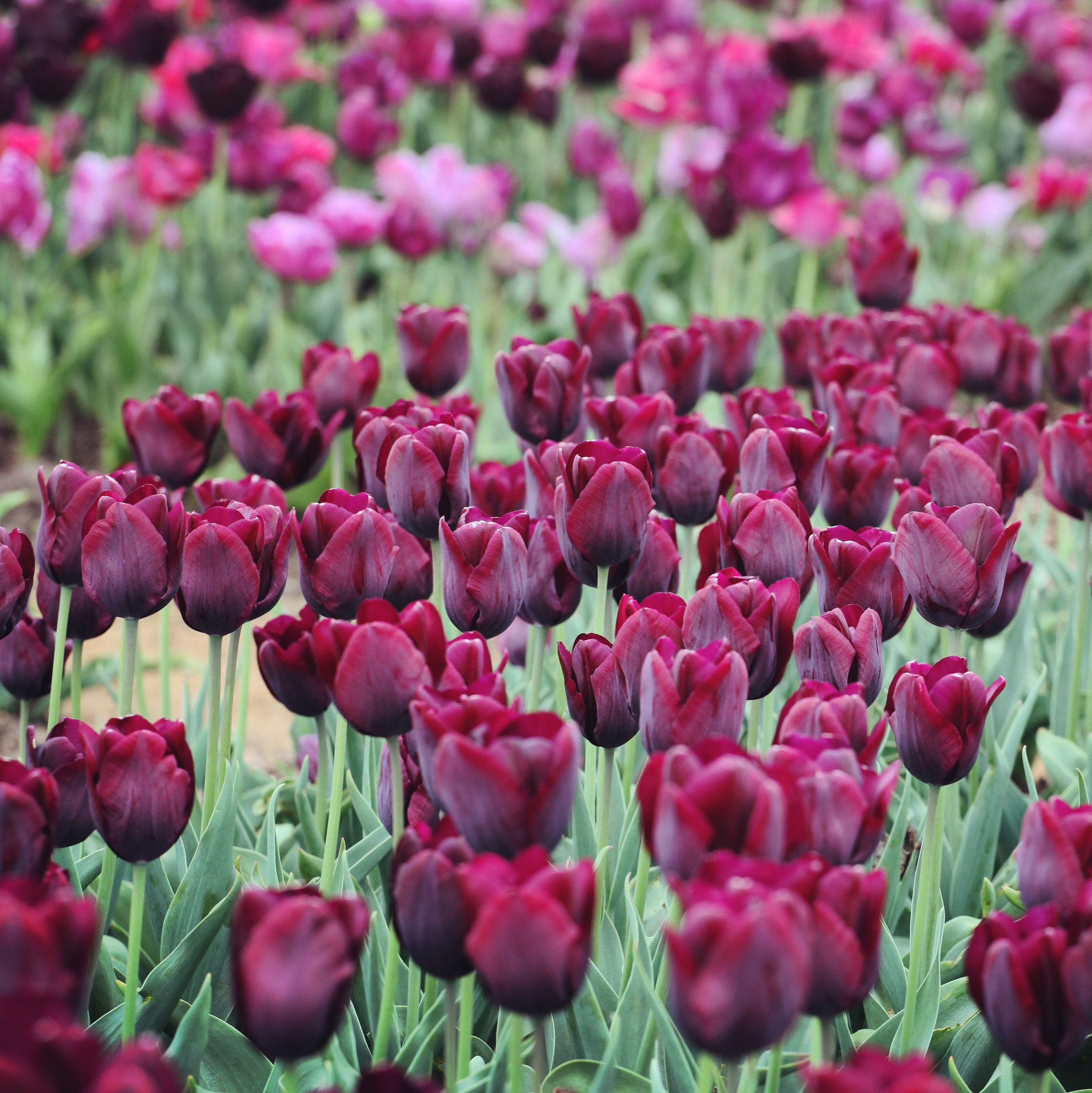 Tulip 'Ronaldo' | Triumph | Organic Tulips – Organic Bulbs