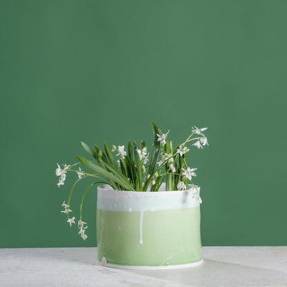 Scilla+in+Lime+Planter.jpg