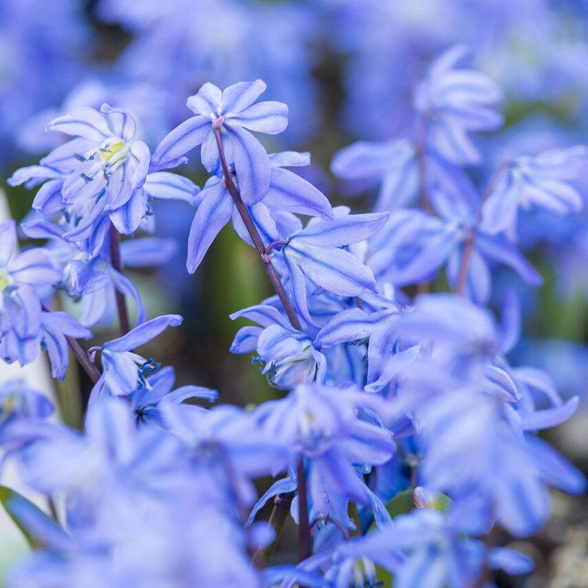 Scilla siberica 2.jpg