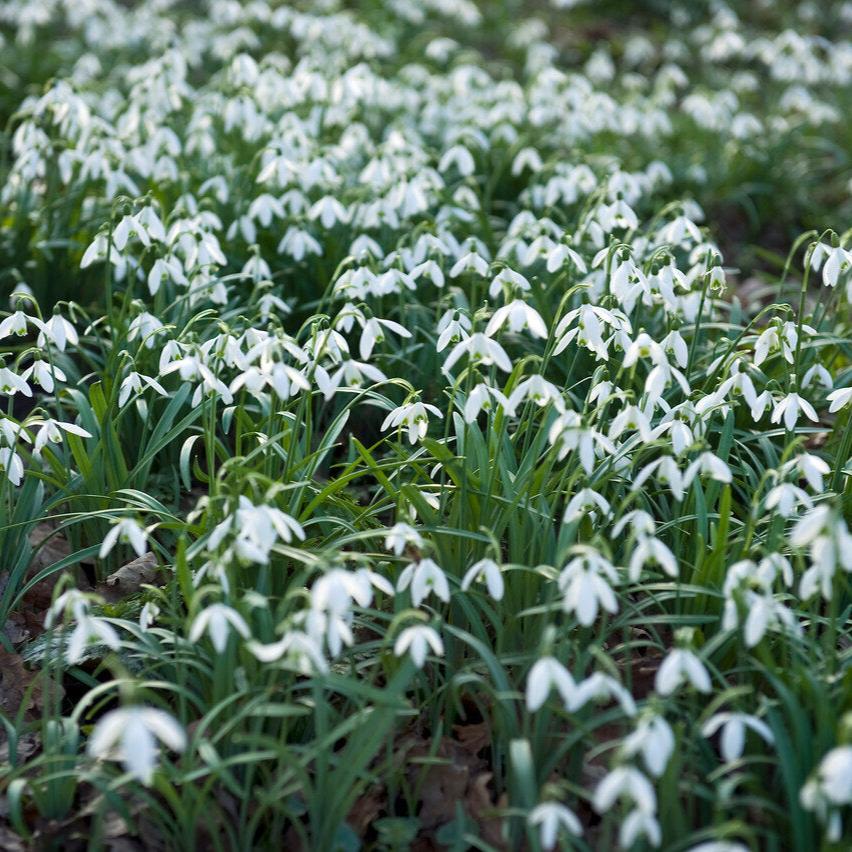 Snowdrop Nivalis 2.jpg