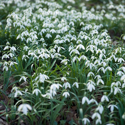 Snowdrop Nivalis 2.jpg