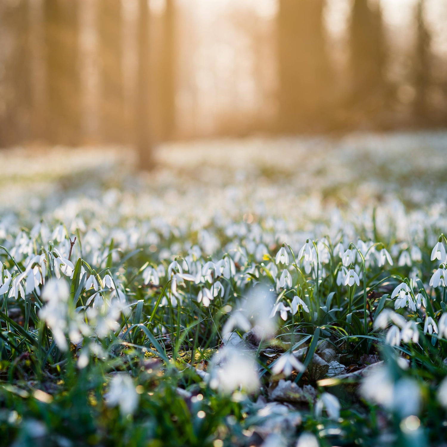 Galanthus nivalis in the Green | Native Single Snowdrop