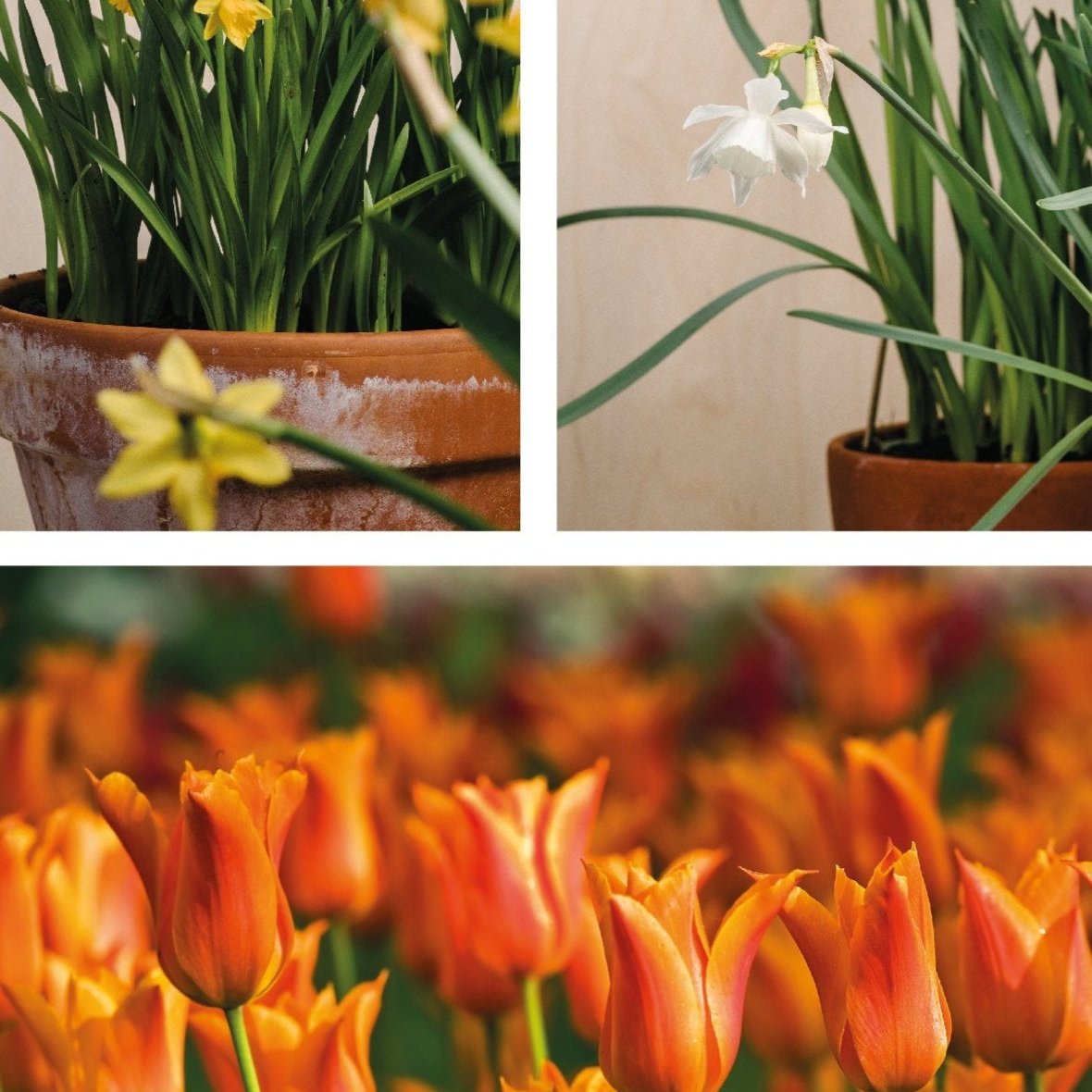 Spring Equinox Bundle | Plant now for Scented Spring Displays