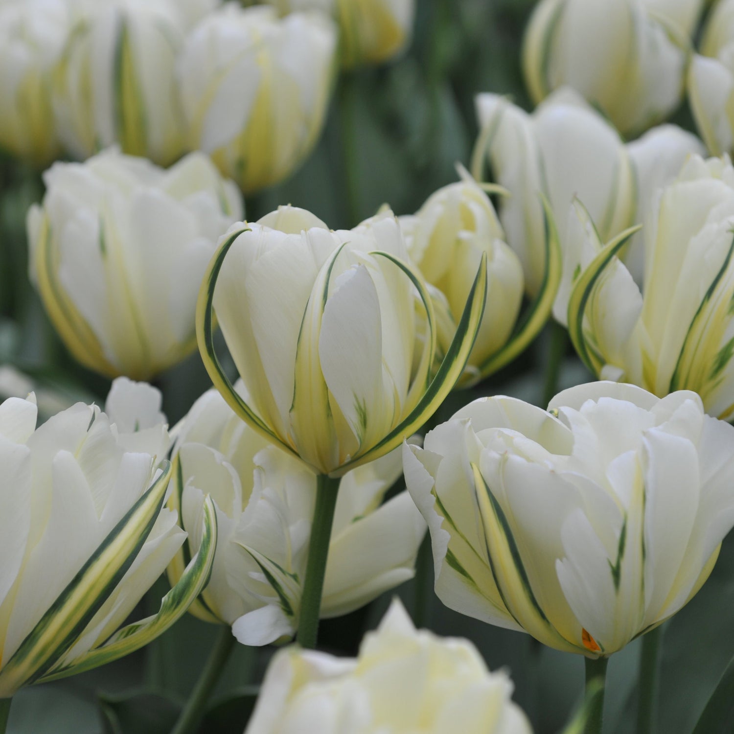 Tulipa &