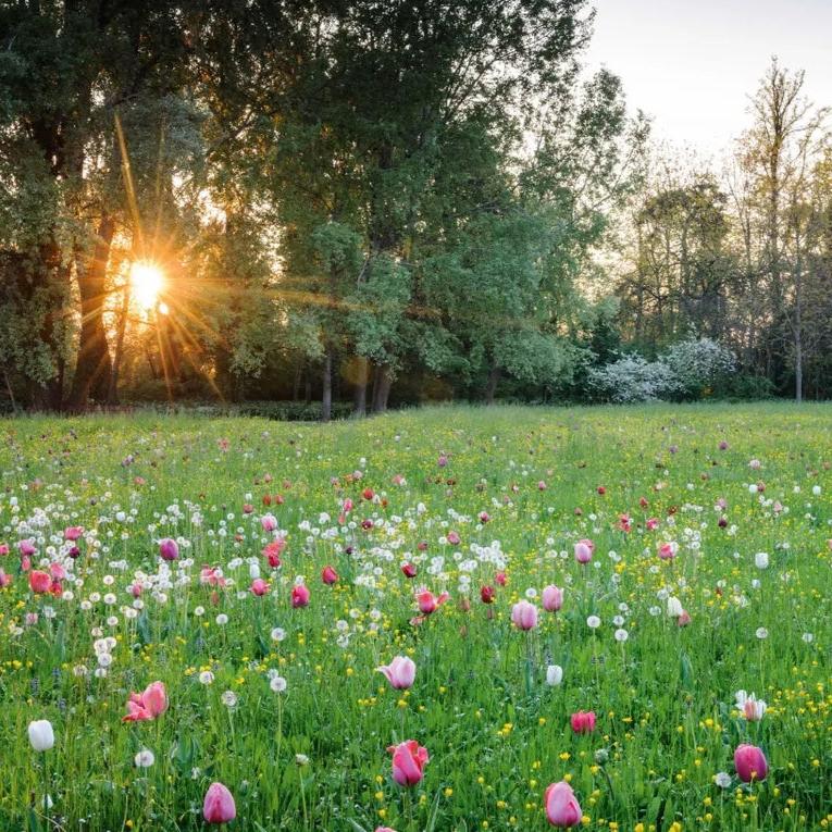 Perennial Tulip Bundle | Transform your Lawn into a Tulip Meadow