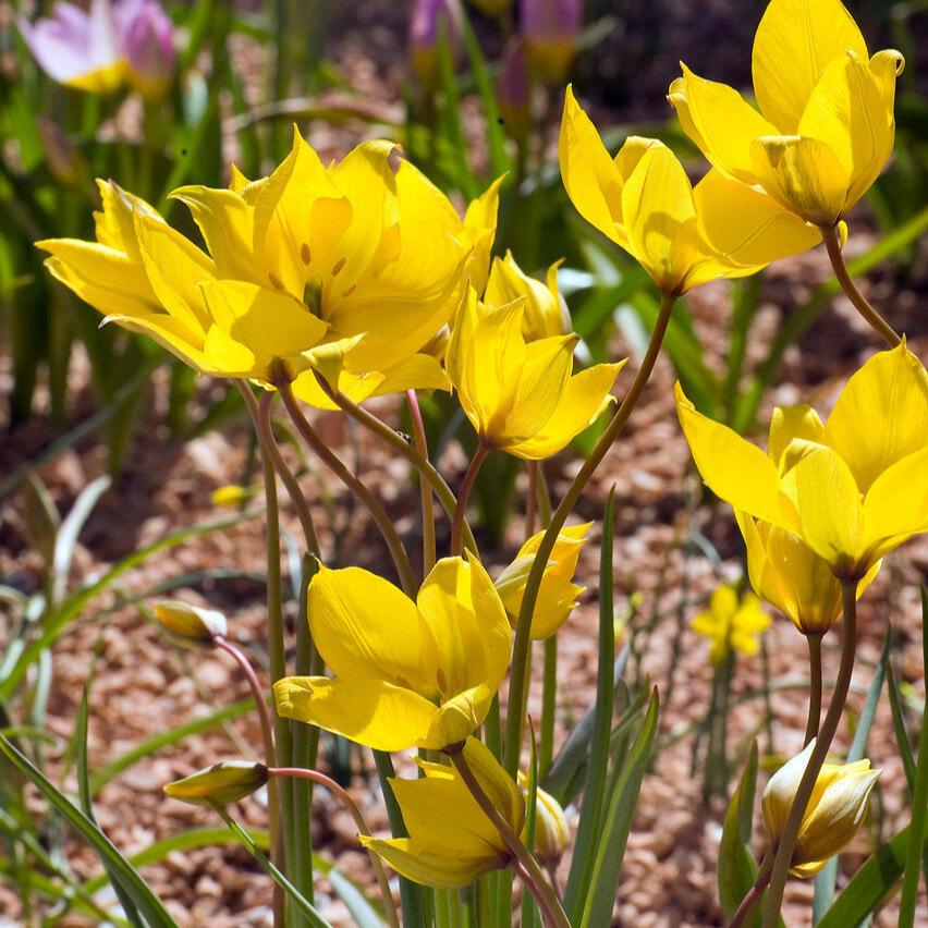 Tulip Sylvestris.jpg