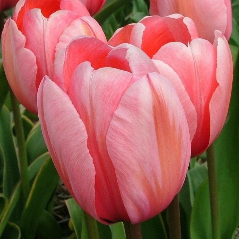 Tulipa+Design+Impression.jpg