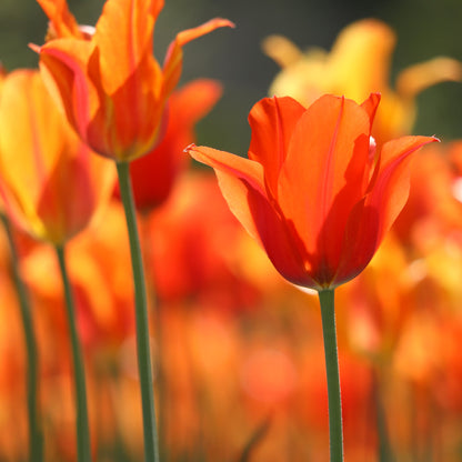 The Spring Vase | Scented Bulb Bundle