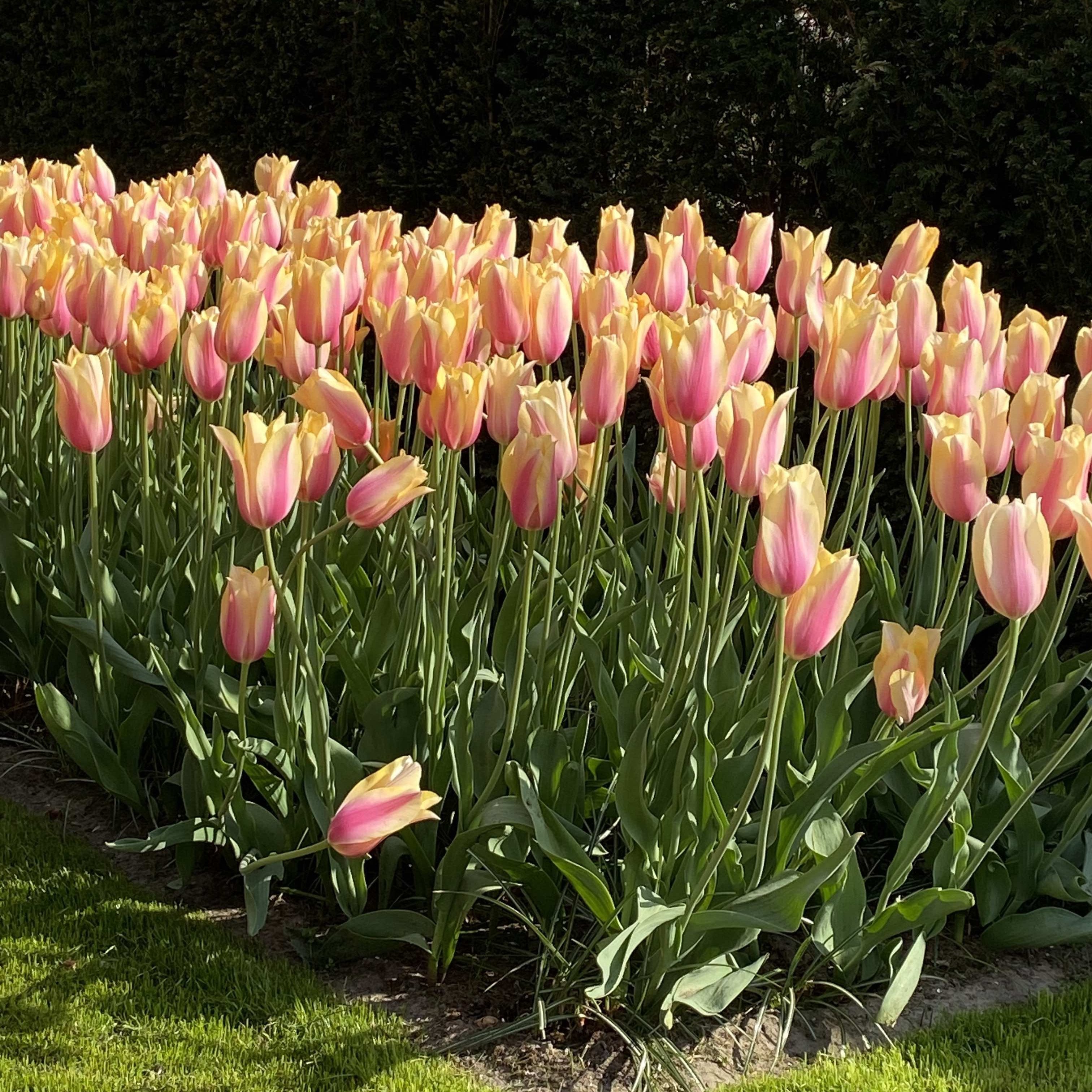 Tulipa &