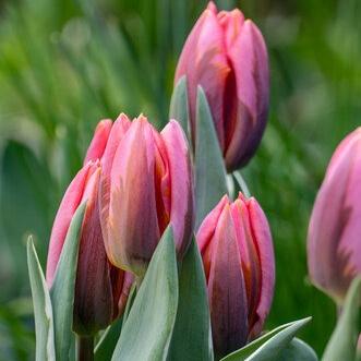 Tulipa Carol.jpg