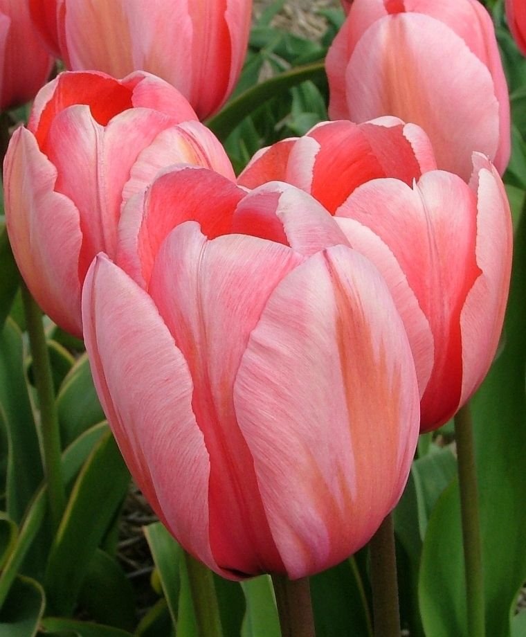 Tulipa Design Impression.jpeg