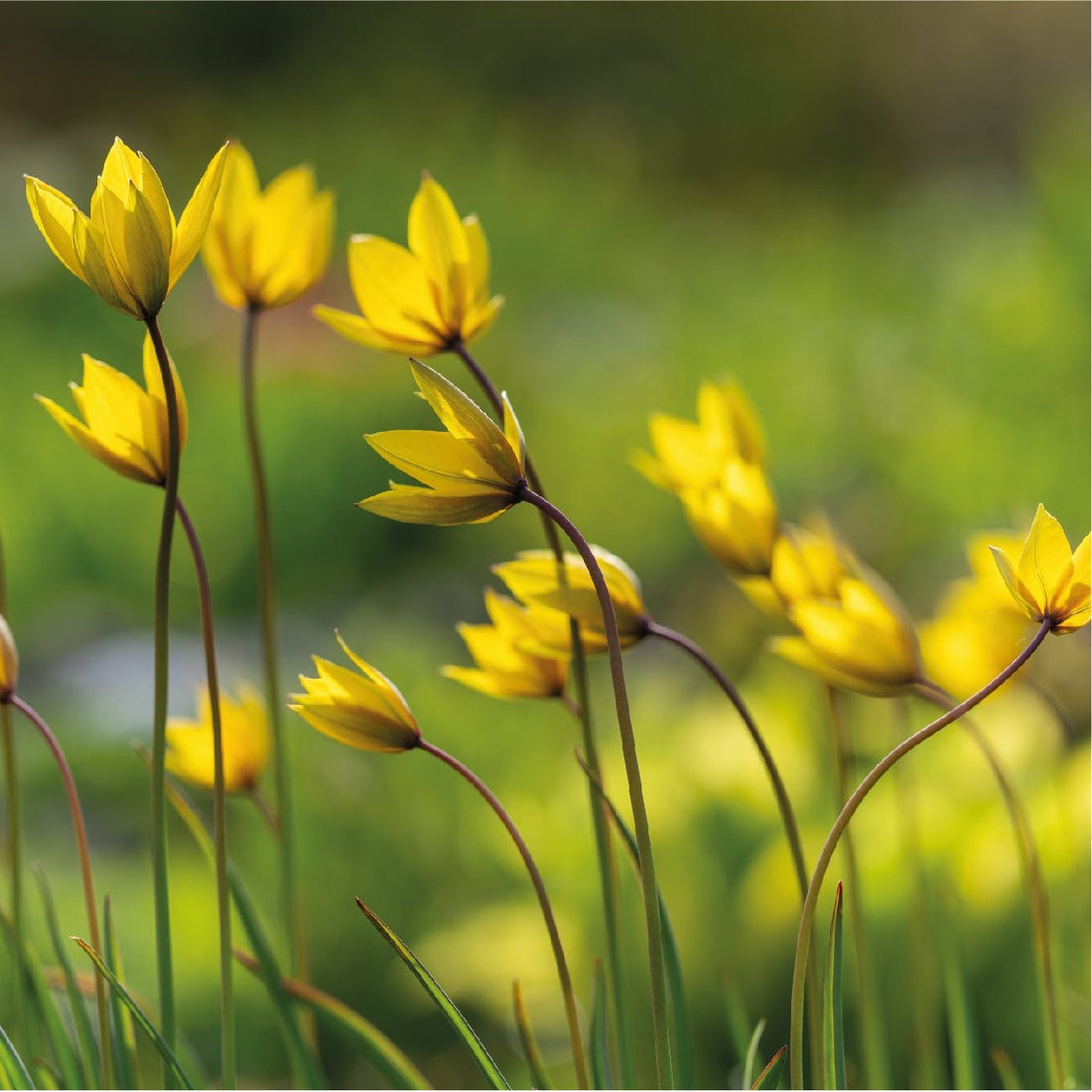 Tulipa sylvestris