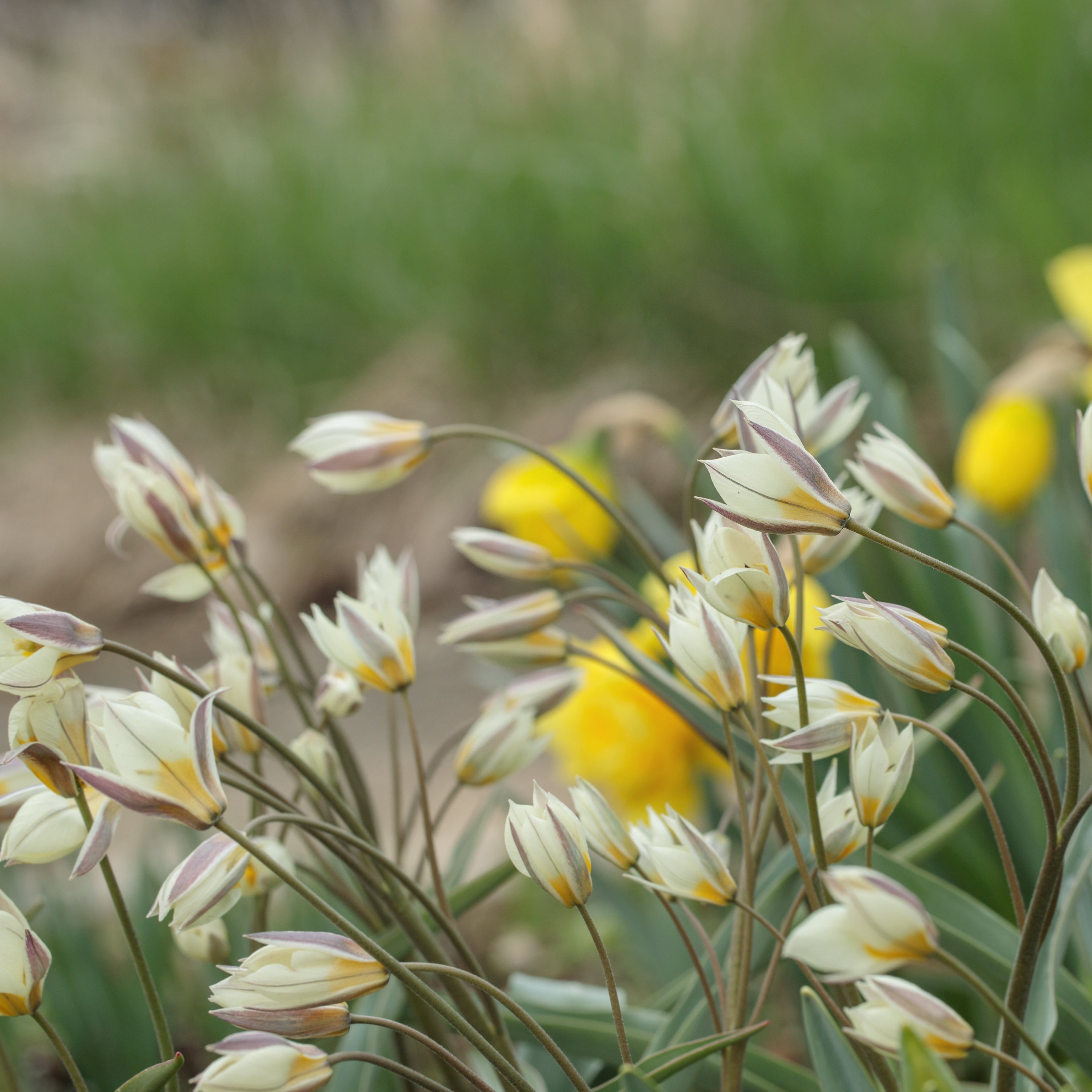 Tulipa turkestanica